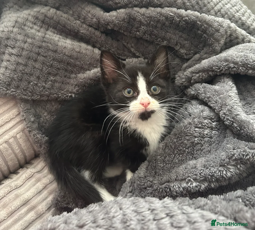 Mixed Breed cats for sale: Lovely tuxedo girl  - Advert 1