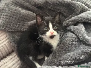 Mixed Breed cats Lovely tuxedo girl - Advert 2