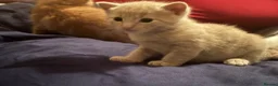Mixed Breed cats for sale: 🐾 Gorgeous Kittens for Sale 🐾 - Advert 4