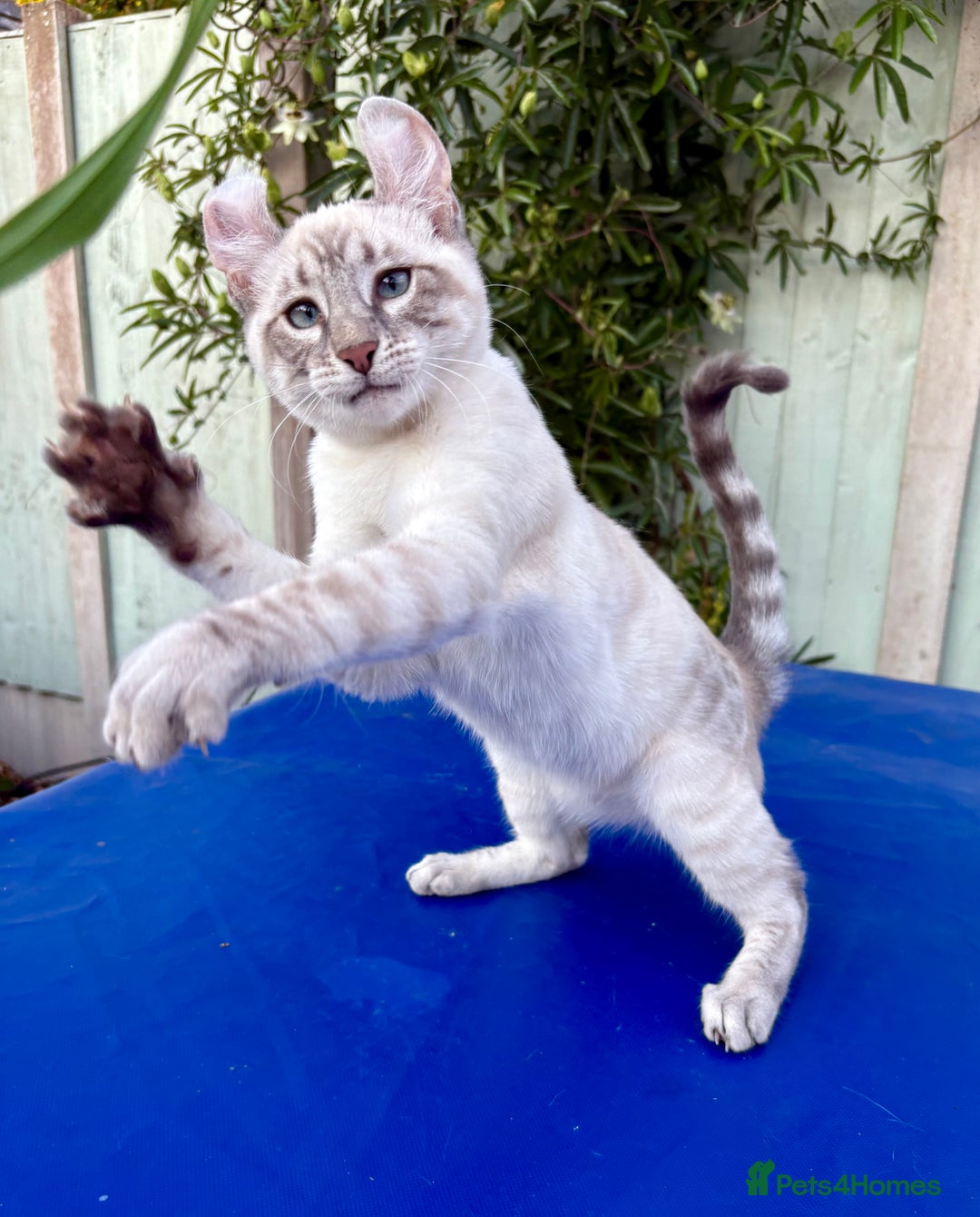 Bengal cats for sale: Stunning rare female  - Image 1