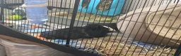 Guinea Pig rodents for sale: 2 male guinea pigs  - Advert 4
