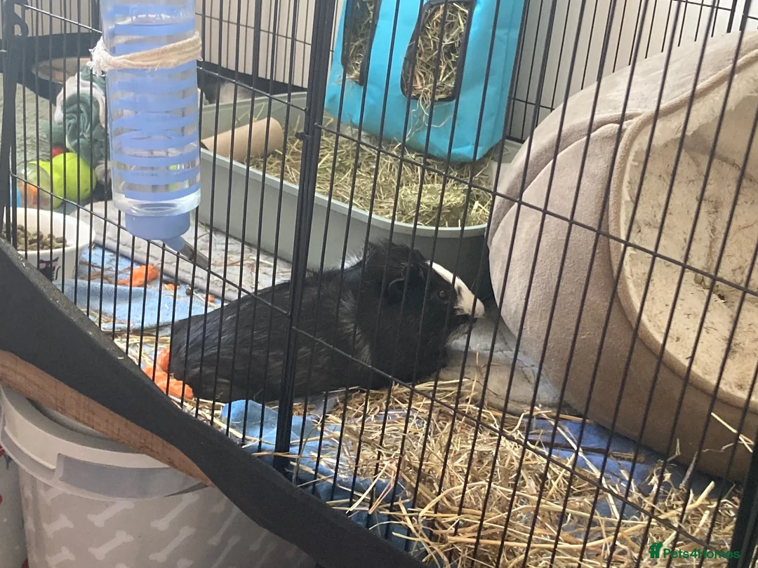Guinea Pig rodents for sale: 2 male guinea pigs  - Advert 4