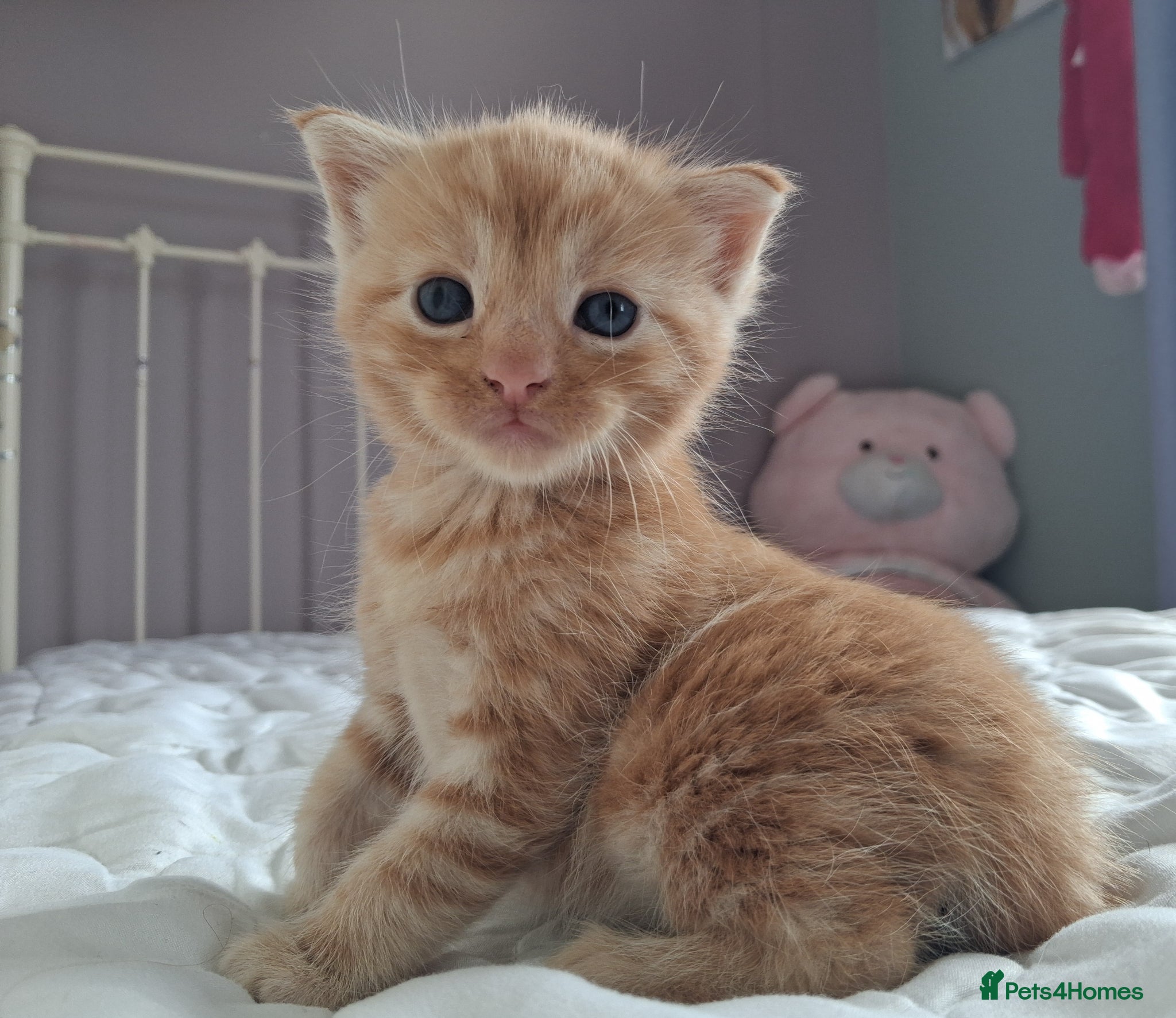 Maine Coon cats 4 purebreed maincoon babies  - Advert 6