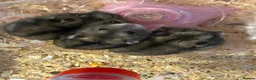 Hamster rodents for sale: 3 Russian dwarf hamsters  - Advert 2
