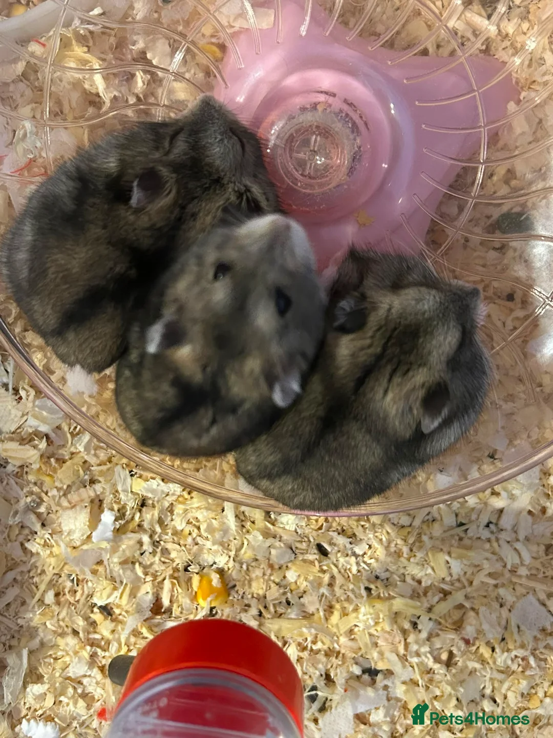 Hamster rodents for sale: 3 Russian dwarf hamsters  - Advert 2