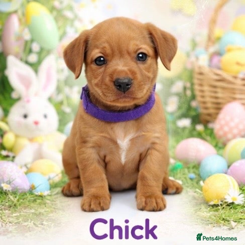 Cavapoo dogs Licensed Breeder F1 Cavapoos 🐶🥰 - Advert 2