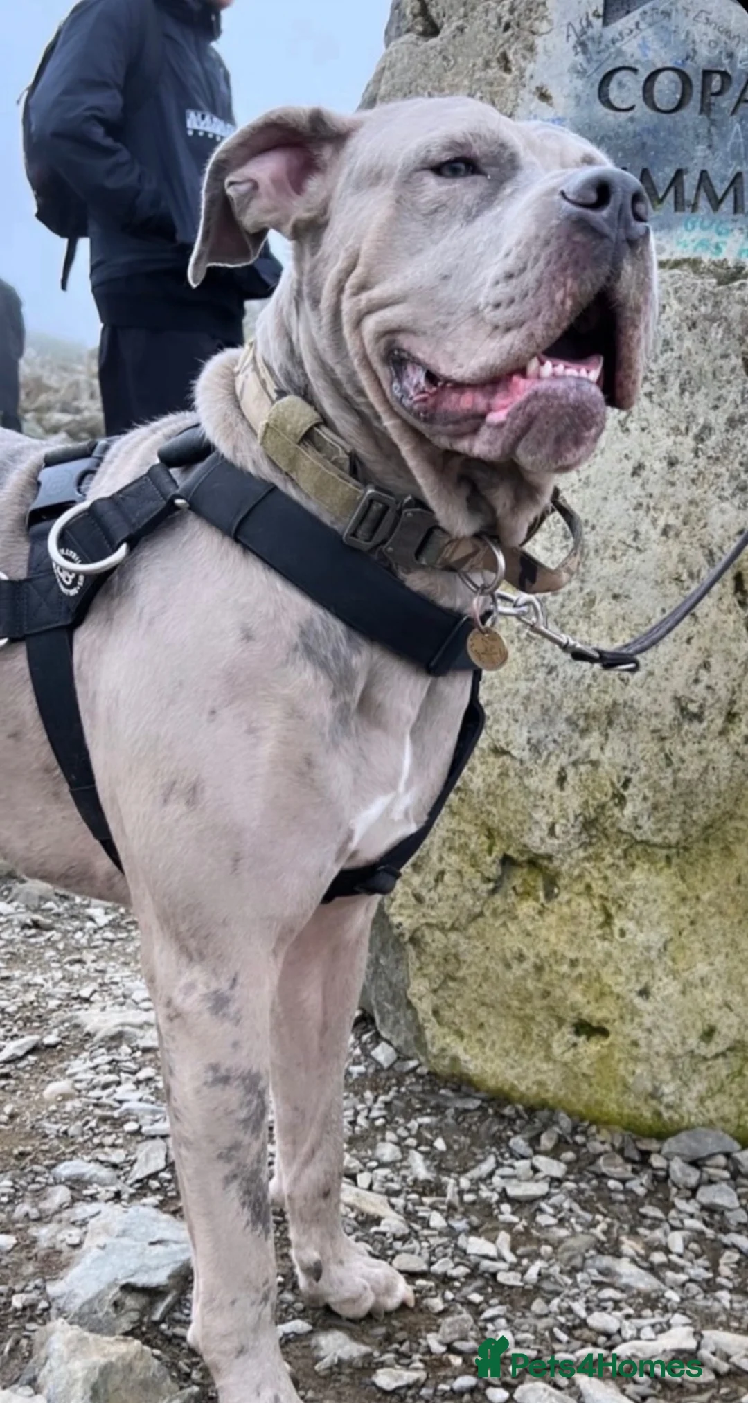 Cane Corso dogs for stud: Rare colour cane corso up for stud  - Advert 2