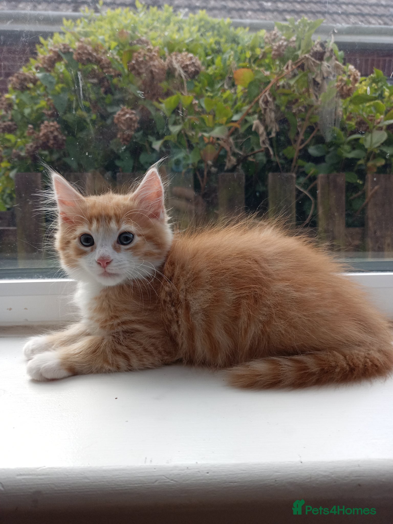 Ginger Girl 