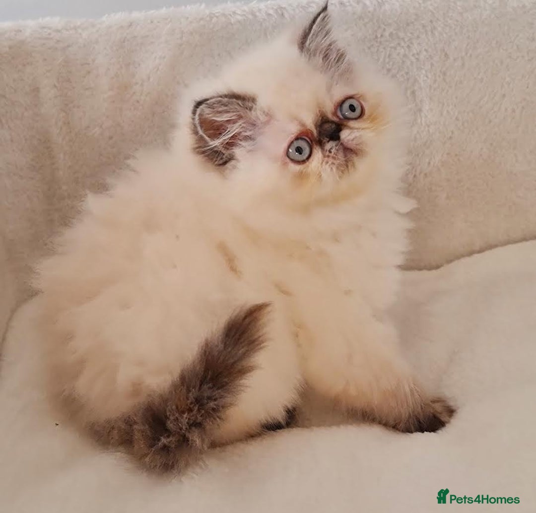 Persian cats for sale: Persian Kittens - Advert 4
