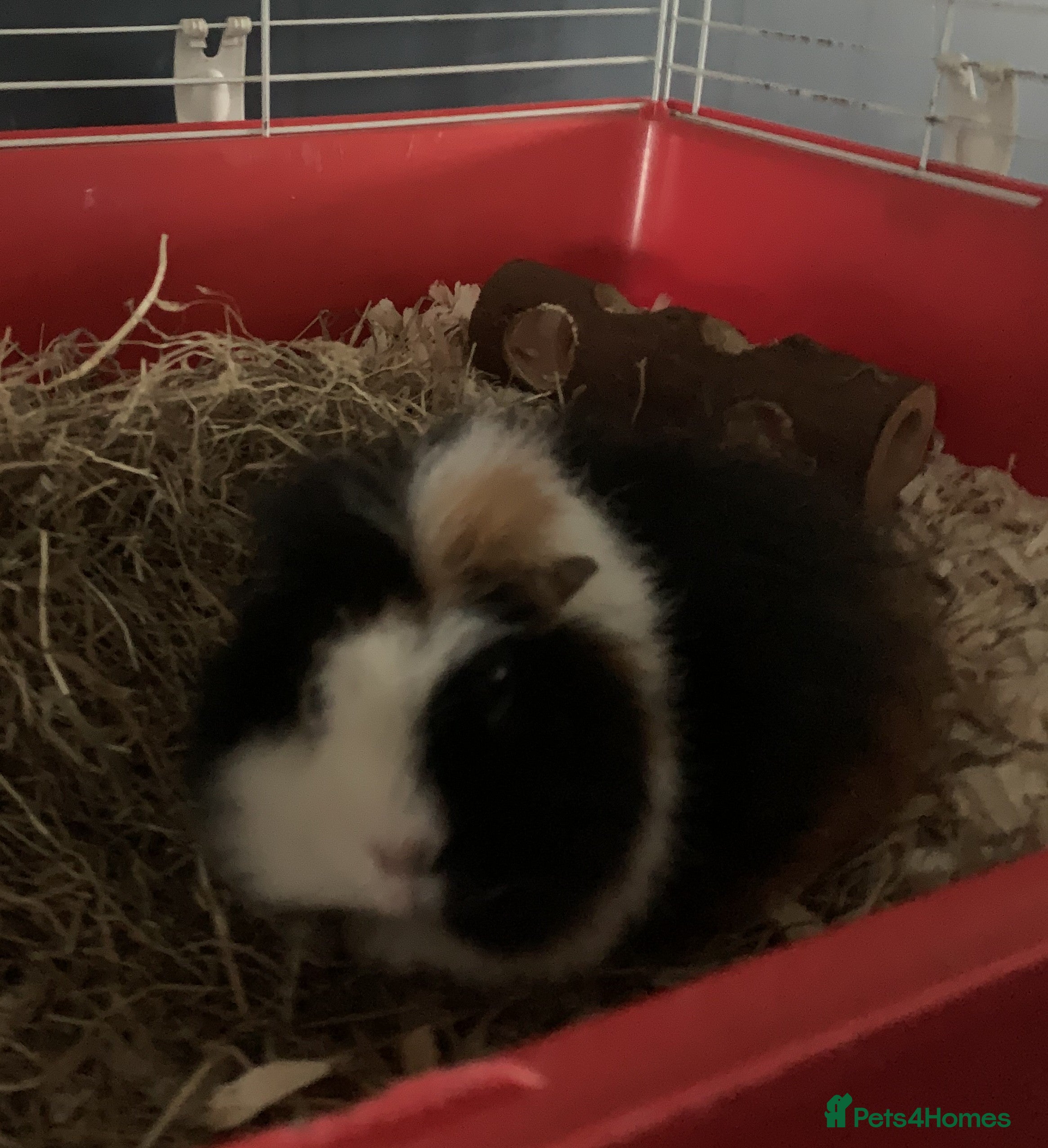Guinea Pig rodents New home needed for Scruff - Advert 1