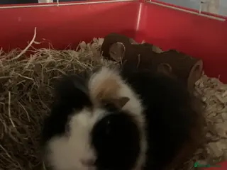 Guinea Pig rodents New home needed for Scruff - Advert 15
