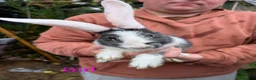 Continental Giant rabbits for sale: Continental Giant babies  - Advert 3