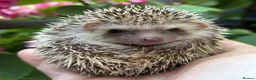 Pygmy Hedgehog rodents for sale: African Pygmy Hedgehog Ethnical breeding mixed - Advert 17
