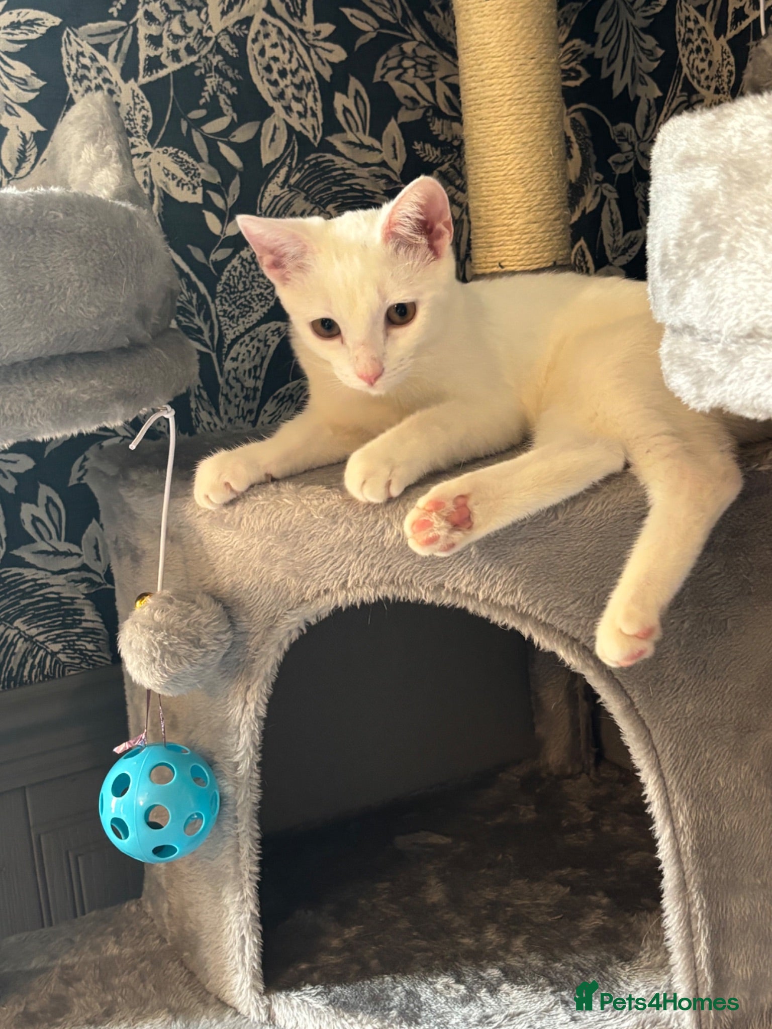 Mixed Breed cats Priyha - Advert 12