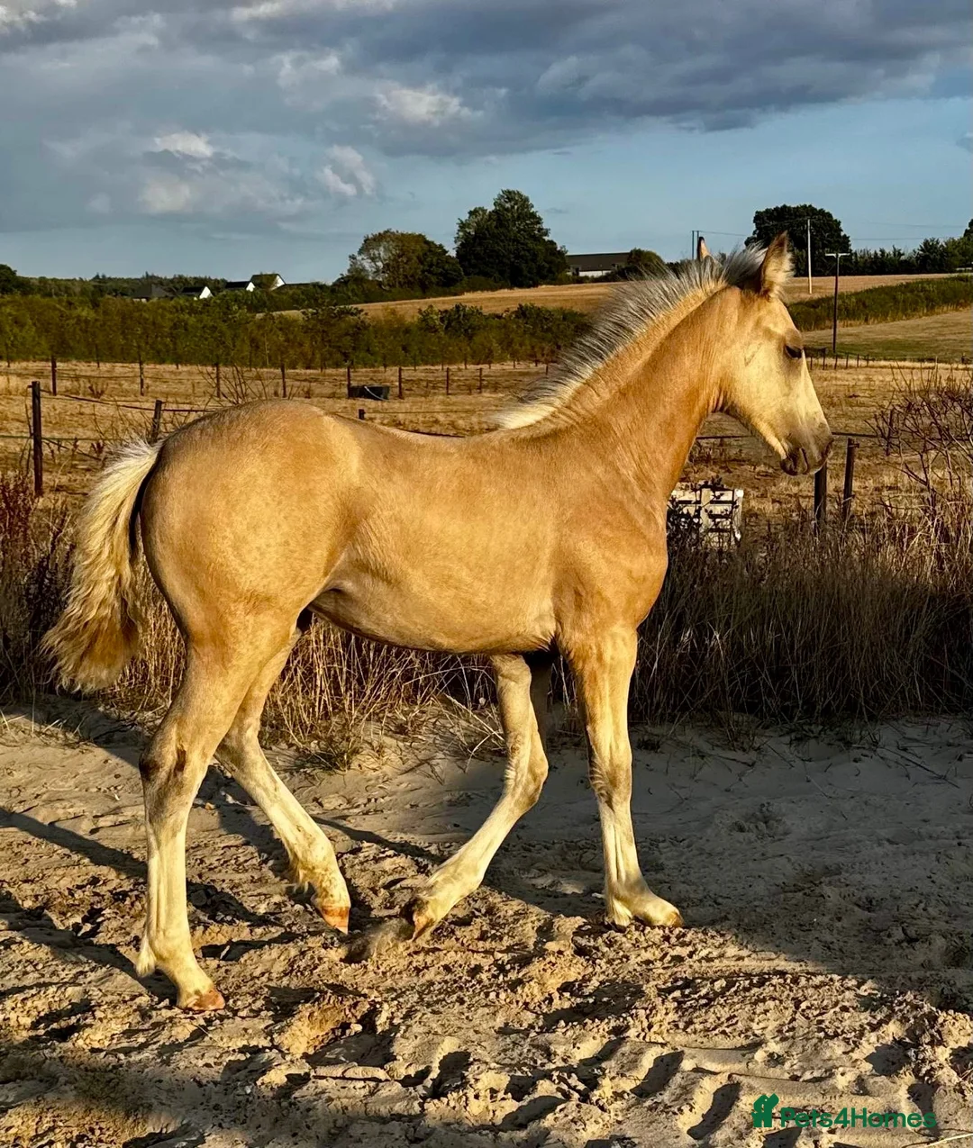 KWPN horses for sale: KWPN cross Gypsy vanner buckskin filly  - Advert 2