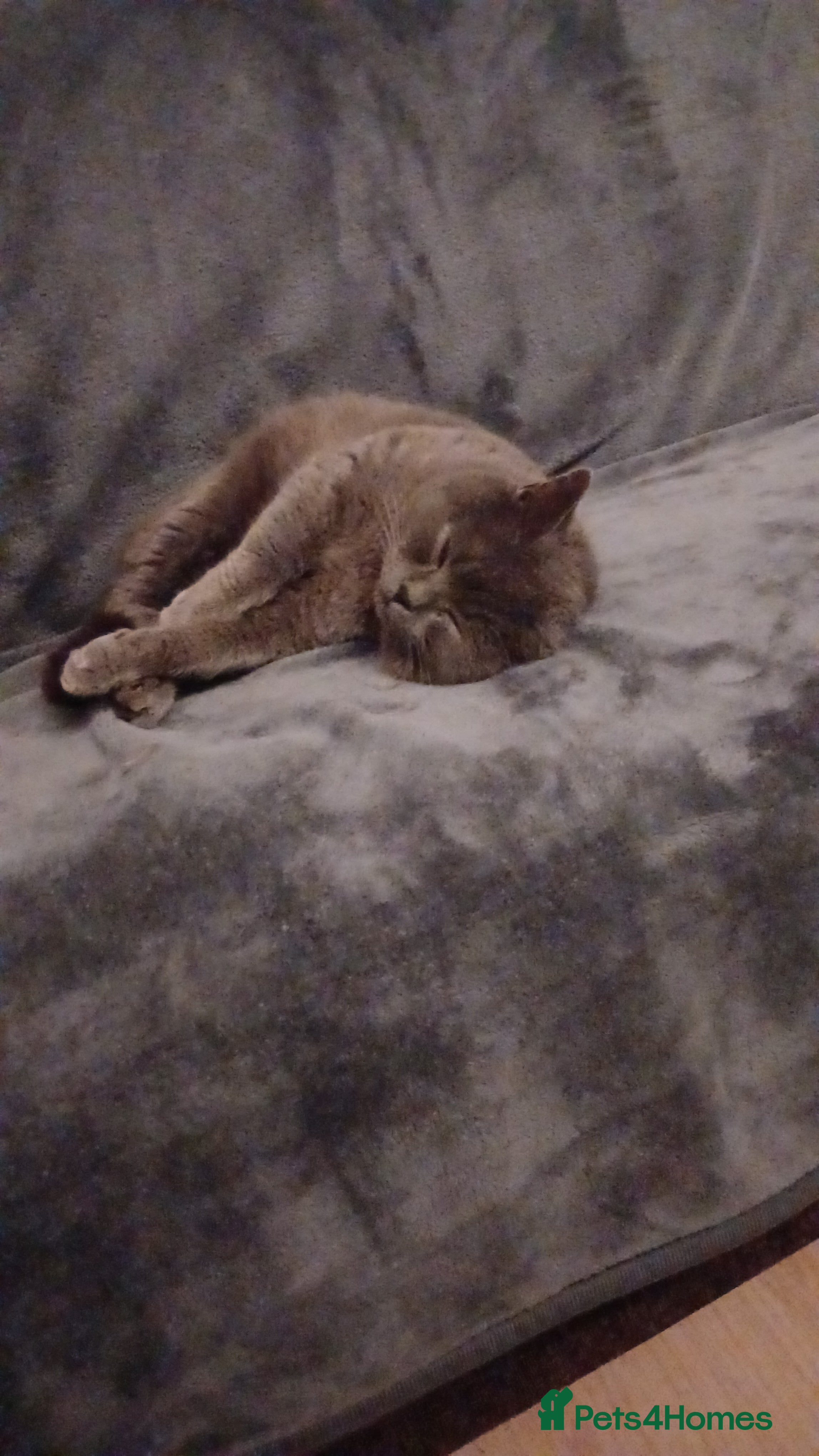 British Shorthair cats Male british shorthair available for stud - Advert 4