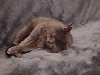 British Shorthair cats Male british shorthair available for stud - Advert 1