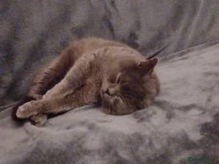 British Shorthair cats Male british shorthair available for stud - Advert 10