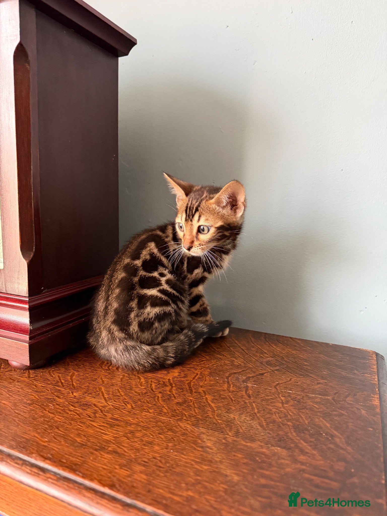 Bengal cats TICA Bengal kittens available.  - Advert 2