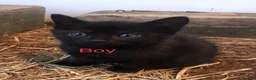 Mixed Breed cats for sale: Stunning kittens - Advert 9