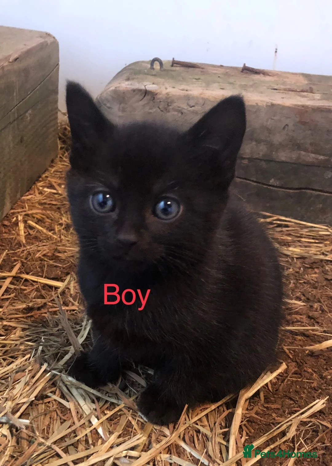 Mixed Breed cats for sale: Stunning kittens - Advert 9
