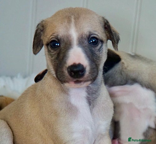 Whippet dogs - Advert 16