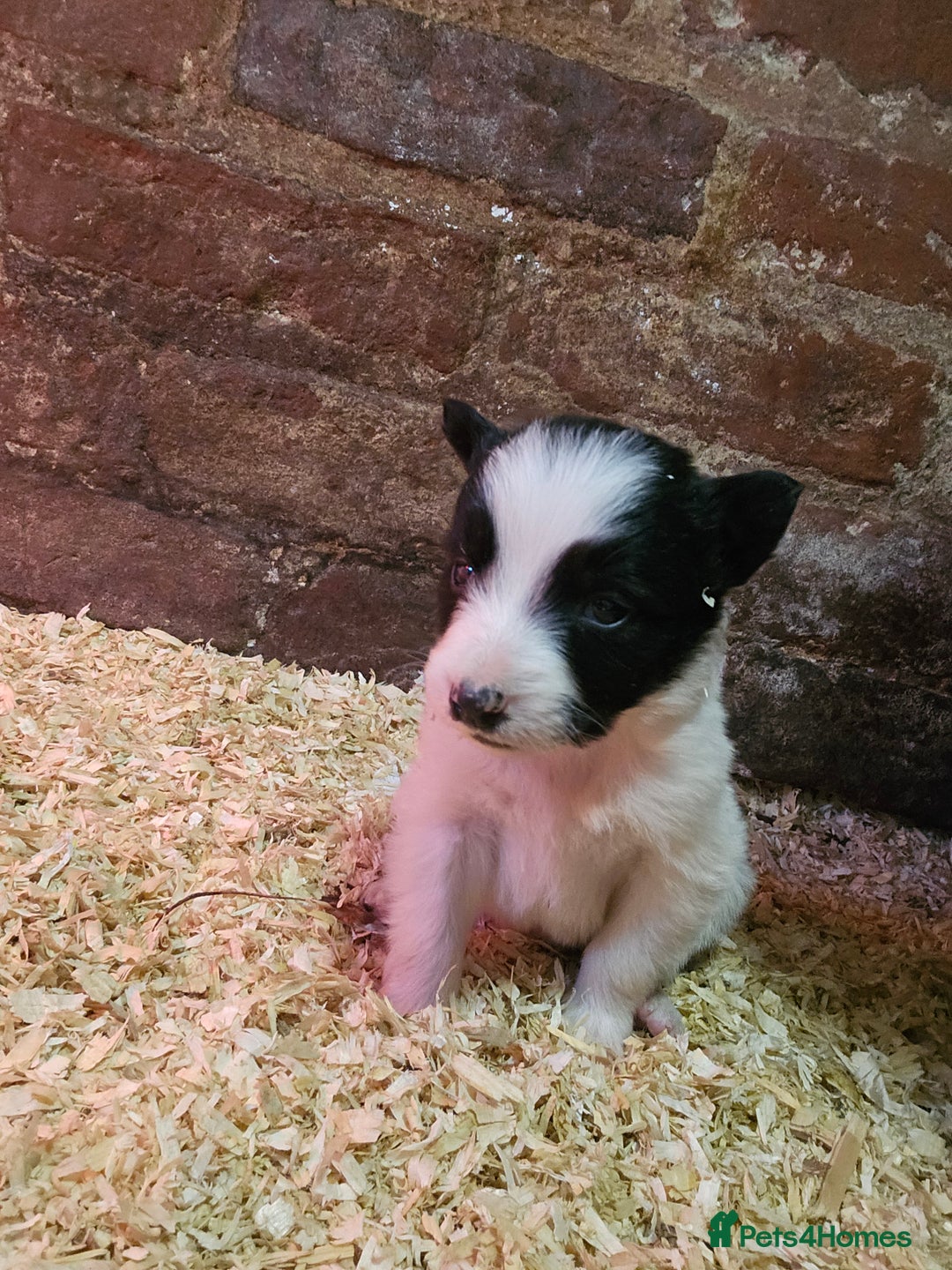 Border Collie dogs for sale: Border Collie puppies for sale  - Advert 9