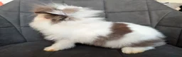 Lionhead rabbits for sale: Beautiful Double-maned Lionhead Rabbits for Sale - Advert 20