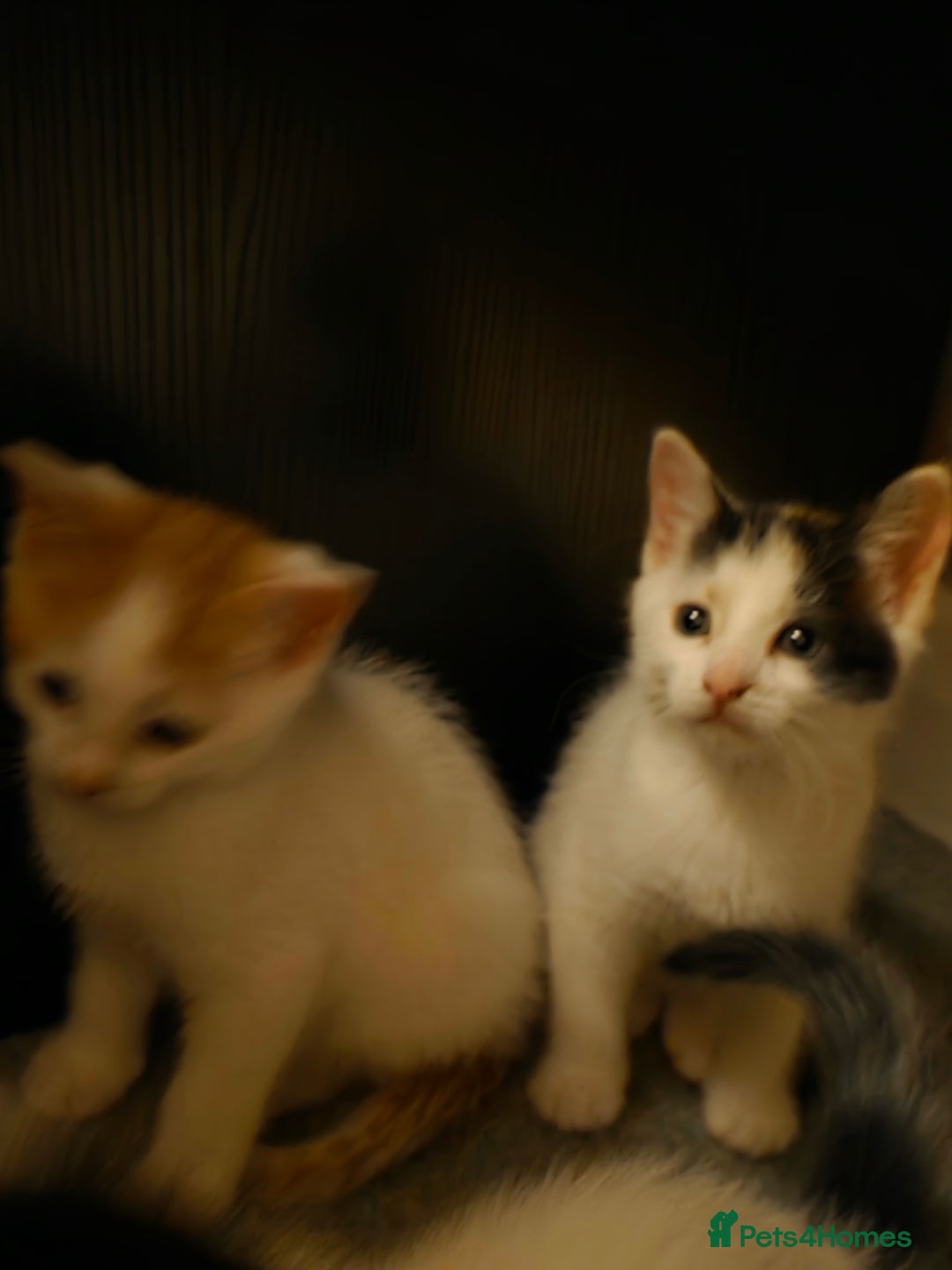 Domestic Shorthair cats for sale: 5 Super Sweet Kittens  - Image 10