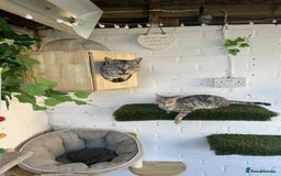 Bengal cats for sale:  TICA Registered Bengal Pair – Proven & Active - Image 1
