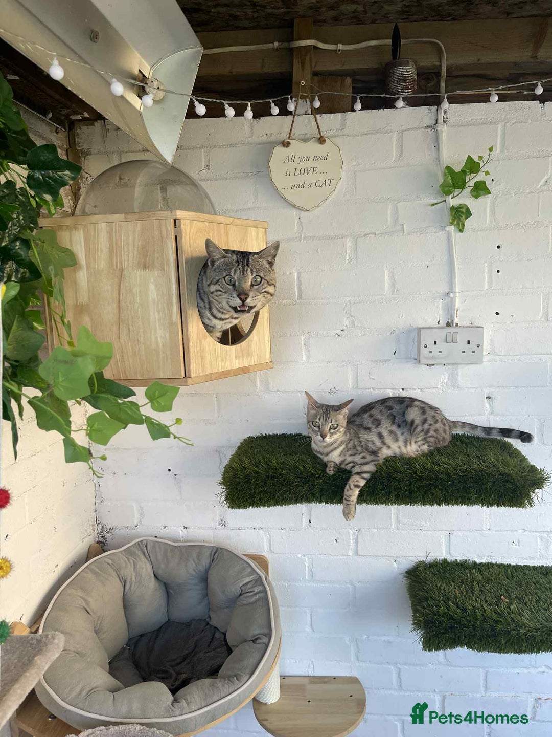 Bengal cats for sale:  TICA Registered Bengal Pair – Proven & Active - Image 1
