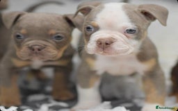 Old Tyme Bulldog dogs for sale: Why Settle for Less? 5⭐️Rated, 23 Years Experience - Image 3