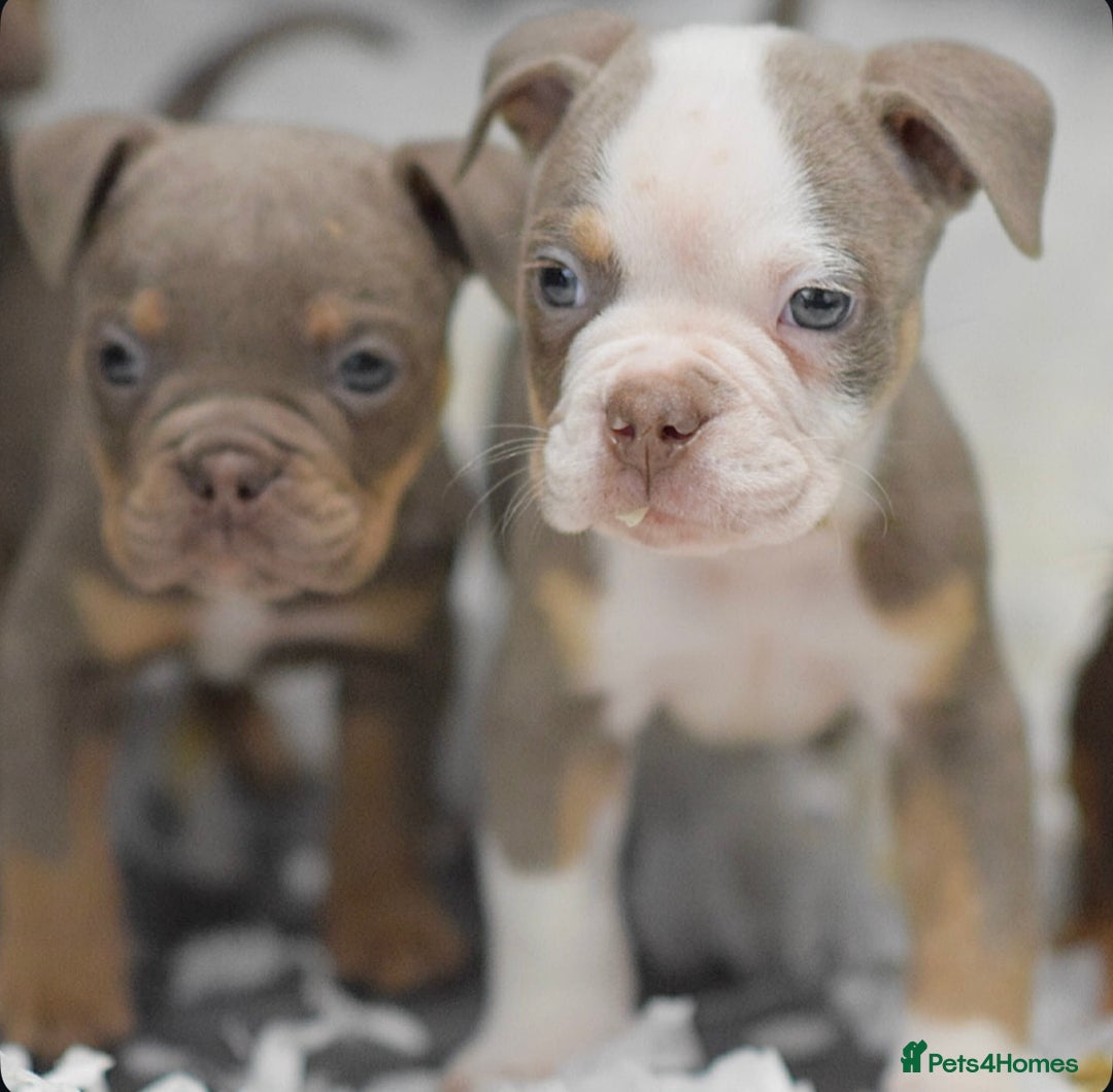 Old Tyme Bulldog dogs for sale: Why Settle for Less? 5⭐️Rated, 23 Years Experience - Image 3
