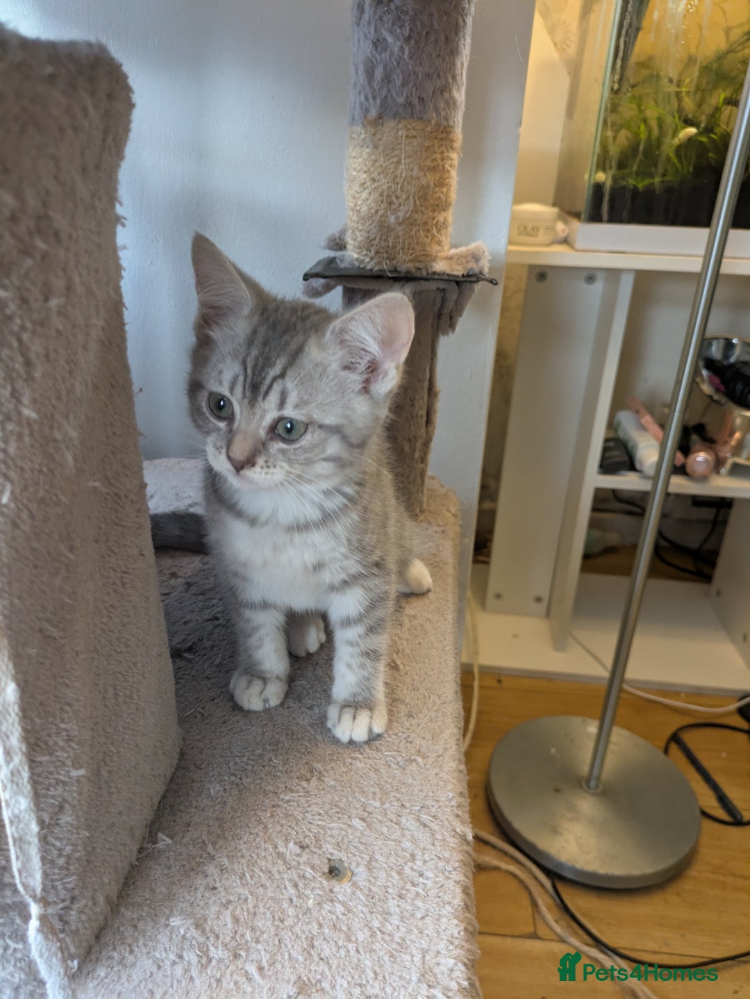 Mixed Breed cats for sale:  Beautiful British Shorthair Cross Ragdoll kittens - Advert 17