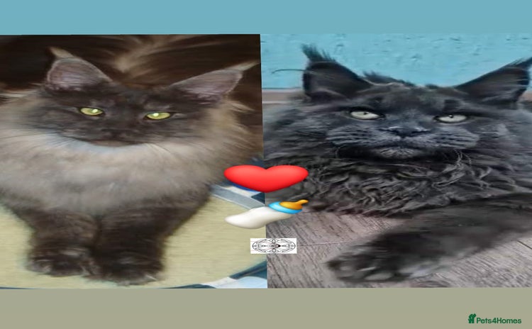 Maine Coon cats - Advert 2