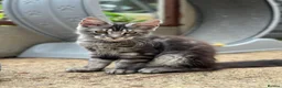 Maine Coon cats for sale: 🩶 3 Stunning Large Males 🩶 - Advert 8