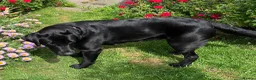 Labrador Retriever dogs for sale: Outstanding pedigree Labrador puppies in Faversham - Advert 4