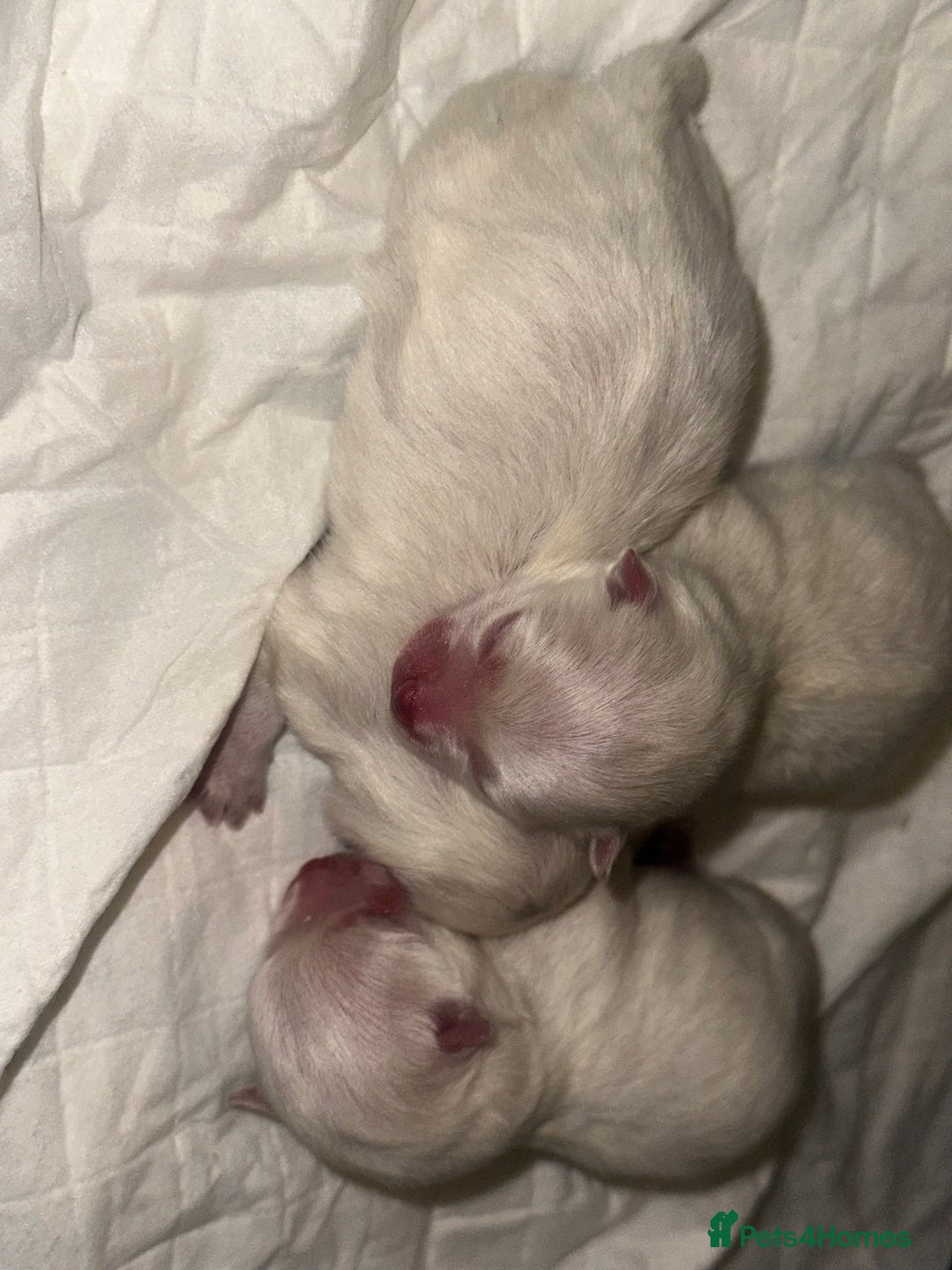 Pomeranian dogs for sale: Pomeranians  - Advert 5