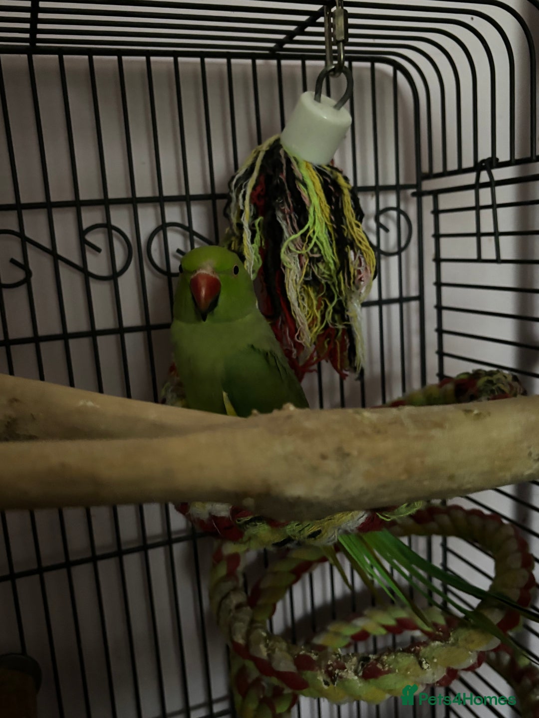 Parrots birds for sale: Three beautiful birds for sale - Advert 4