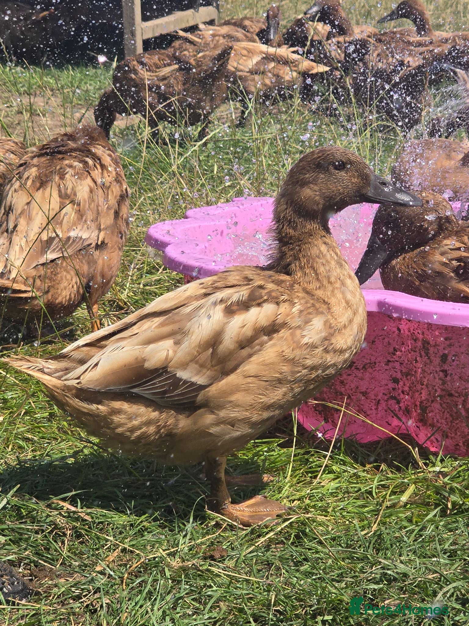 Ducks poultry Khaki Campbell Female Ducks Appleyard IndianRunner - Advert 14