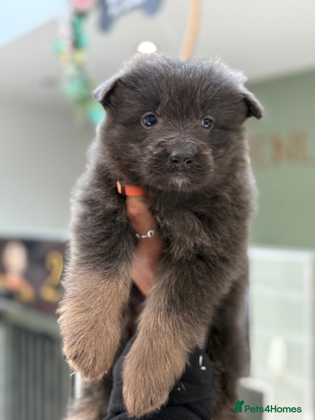 German Shepherd dogs for sale: 💙KC health tested parents 💙 - Advert 34