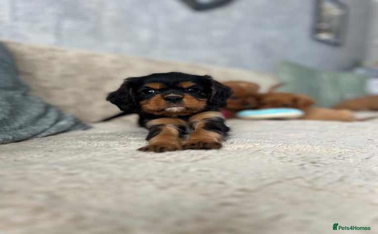 Cavalier King Charles Spaniel dogs - Advert 4