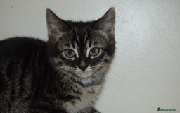 Bengal cats for sale: BEAUTIFUL HALF BENGAL KITTENS - Image 19