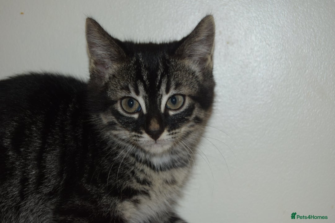 Bengal cats for sale: BEAUTIFUL HALF BENGAL KITTENS - Image 19