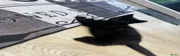 Mixed Breed cats for sale: Two Lovely Black Boy Kittens – 10 Weeks Old 🐈‍⬛ in Leeds - Advert 9