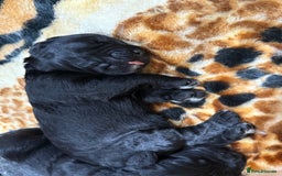 Bernedoodle dogs for sale: Bernedoodle puppies  - Image 16