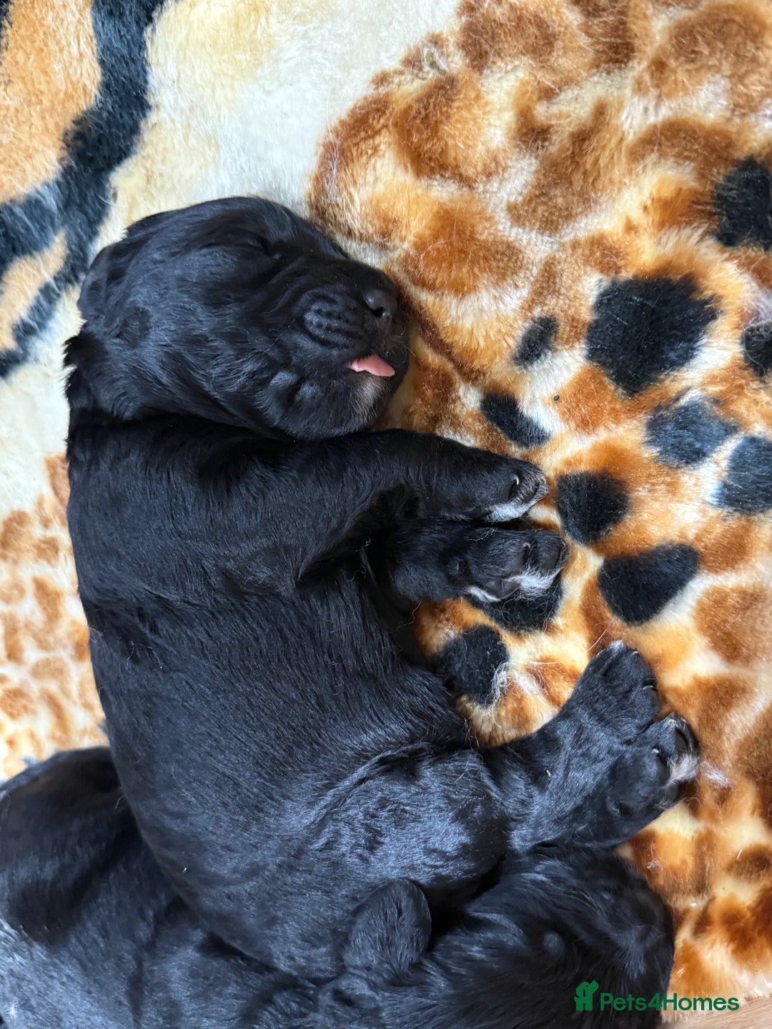 Bernedoodle dogs for sale: Bernedoodle puppies  - Image 16