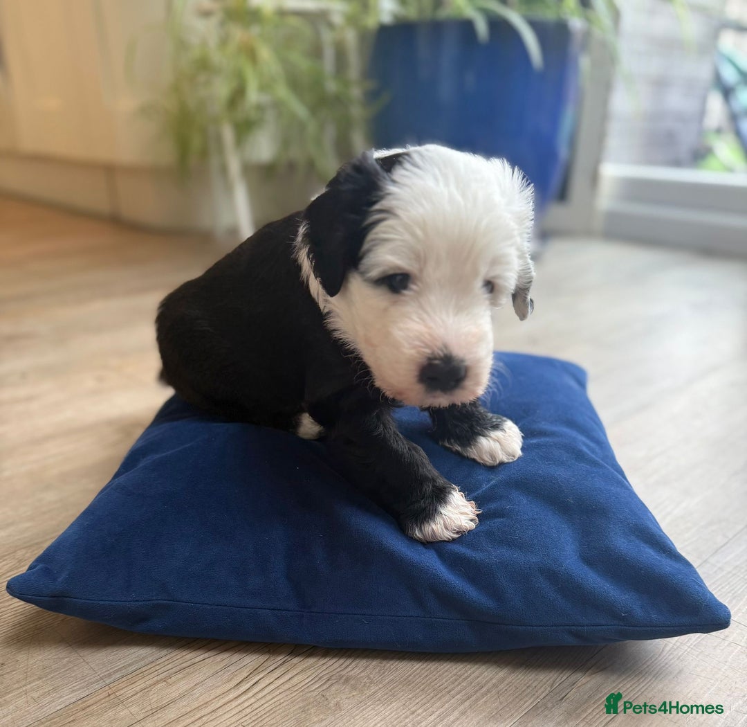 Sheepadoodle dogs for sale: Sheepadoodle Puppies -4 Female, 3 Male - Image 15