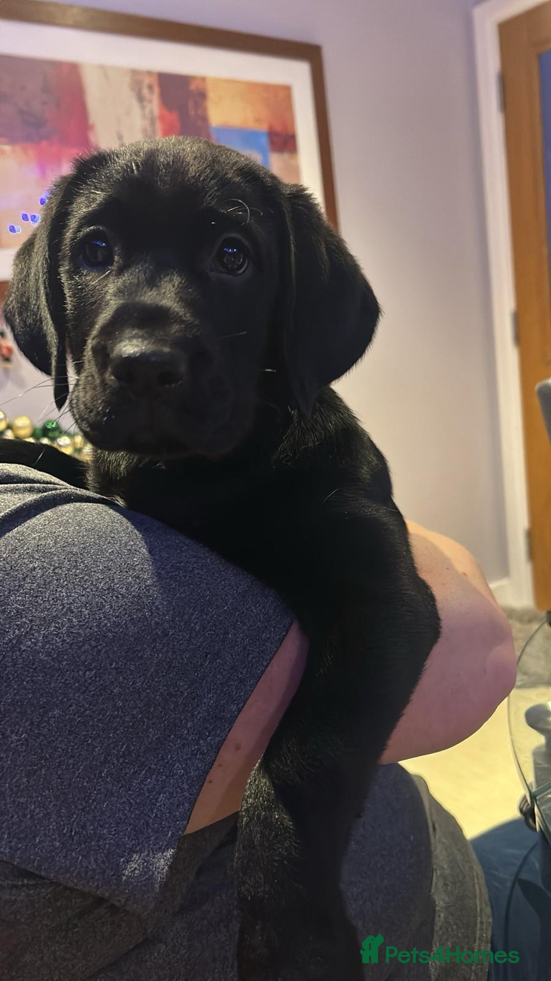 Labrador Retriever dogs for sale: Only 1 female left - Advert 17