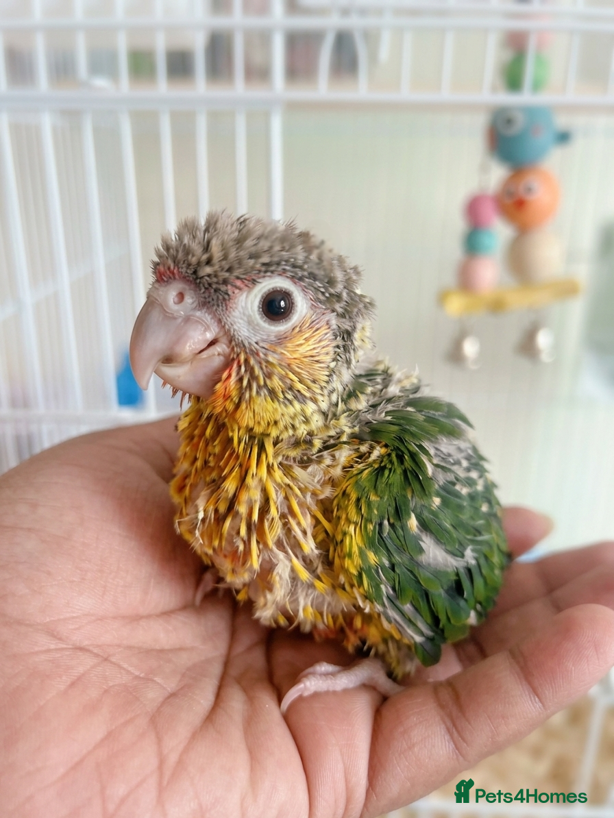 Conures birds Silly Hand-tamed Conure for sale - Advert 1